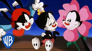 Animaniacs  What a Punderful World 🤡  Classic Cartoon Compilation  WB Kids [upl. by Hennahane376]