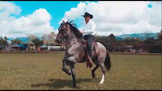 Rancho Chele  MMG Picaflor  Caballo Costarricense de Paso  Pérez Zeledón CR [upl. by Etac]