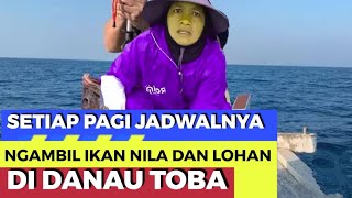 LAKE TOBA  BORU MANURUNG PAGI NYA AMBIL IKAN LOHAN DAN IKAN NILA DI DANAU TOBA [upl. by Earehc]