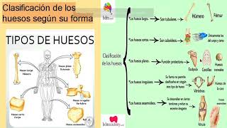 Sistema Osteoarticular [upl. by Htesil]