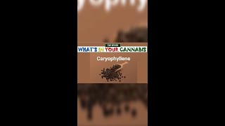 What’s in Your Cannabis  Caryophyllene [upl. by Idner]