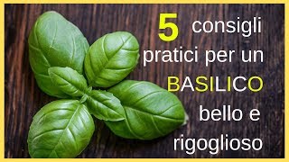 5 consigli pratici per un basilico bello e rigoglioso [upl. by Cordi]