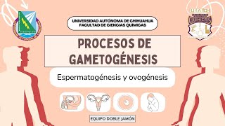 Proceso de Gametogénesis Espermatogénesis y Ovogénesis [upl. by Werby117]