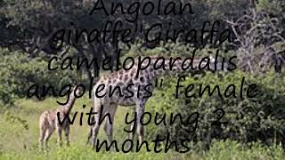 How to pronounce Angolan giraffequotGiraffa camelopardalis angolensisquot female with young 2 months in En [upl. by Attenahs]