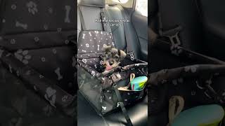 4 Easy steps I used to teach puppy to sit safely in her dog car seat dogcarseat petcarseat dogs [upl. by Shaper]