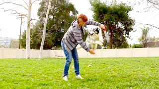 Jump Though a Hoop  Dog Trick Tutorial [upl. by Yerd447]