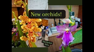 New orchids [upl. by Luaped208]