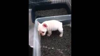 Frenchie puppies using litter box [upl. by Lyrahc390]