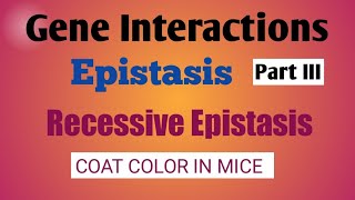 Gene InteractionsEpistasis Epistasis typesCoat color in micegeneinteractionsepistasis [upl. by Baecher]