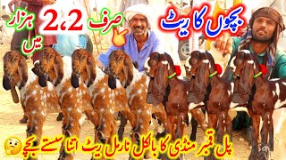 pull qambar mandi ka visit full information wali video janwar bilkul saste damoun mein kharedein [upl. by Aggarwal327]