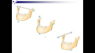 Lecture 7  Mandibular Movements [upl. by Wyndham]