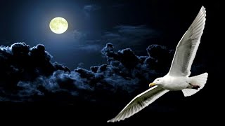 💎NEIL DIAMOND  JONATHAN LIVINGSTON SEAGULL MEDLEY 1977 Live Audio [upl. by Annayhs]