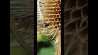 Native UK 🇬🇧 wasp 🐝 laying eggs into dried out teasel flower head [upl. by Anaujahs20]