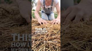 How I grow my own garden mulch for healthier soil [upl. by Spense503]