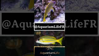 lutjanus kasmira fish reef reeftank aquarium youtube ytshorts shorts tiktok documentary [upl. by Sokil]