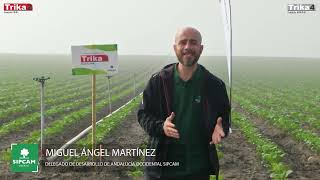 🥦 Insecticidas en brócoli los microgranulados Trika Lambda [upl. by Sontich]