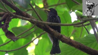 Bird Call Juvenile SQUARETAILED DRONGOCUCKOO calling [upl. by Nylhtak]