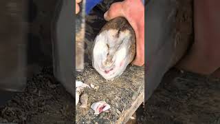 Wonderful Donkey Hoof Trimming Video shorts hoof [upl. by Reena]