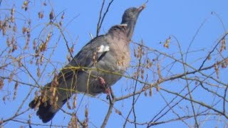 Porumbei salbatici gulerati  Columba palumbus [upl. by Thalia780]