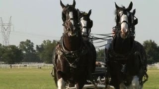 Express Employment Professionals Clydesdales Commercial [upl. by Tnarg]