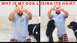 Why is my Dog Losing its Hair How do you fix Puppy Hair Problems Why is my dog’s Hair falling out [upl. by Ardnaxila]