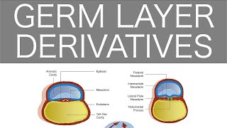 Gastrulation  Germ Layers  Derivatives  General Embryology  Anatomy [upl. by Gettings]