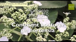 Bouturer un hortensia une vidéo jardinage avec les étapes clés [upl. by Lesig197]