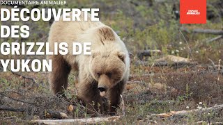 DOCUMENTAIRE ANIMALIER  DÉCOUVERTE DES GRIZZLIS DE YUKON  REPORTAGE COMPLET [upl. by Mialliw33]