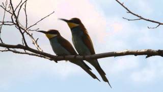 European Beeeater Merops apiaster [upl. by Auqinot489]