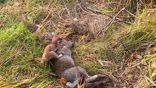 Stoat Kills a Rabbit ALASKA [upl. by Fasto]