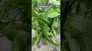 plant no 2 syngonium arrowheadplant shorts viral [upl. by Adnarrim877]