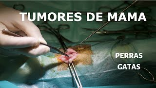 🛑 TUMORES DE MAMA EN PERROS Y GATOS 🛑 [upl. by Ziom]