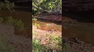 Spring Creek in Martin Nature Park OKC August 2024 [upl. by Sig339]