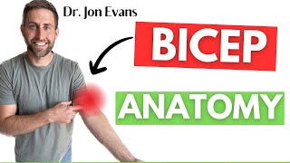 Everything You Need To Know About Bicep Anatomy shorts [upl. by Ennaoj295]