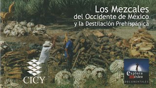 Los Mezcales del Occidente de México y la Destilación Prehispánica [upl. by Stephen]