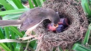 Both barwinged prinia birds feed the baby softly very well [upl. by Nera]