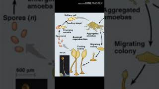 Fungi plasmodial slime moulds reproduction life cycle structure and characteristics [upl. by Faruq]