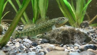 Catching native darters for my aquarium [upl. by Gilpin]