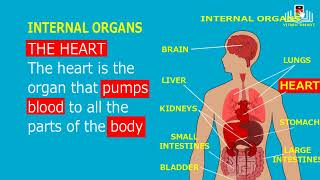 the major organs of the body  Major parts of human body [upl. by Akelahs]