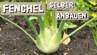 Fenchel Aussaat und Anbautipps  Knollenfenchel selber anbauen [upl. by Previdi]