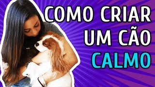 COMO TER UM CACHORRO MAIS CALMO E TRANQUILO [upl. by Nairod678]