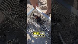 Cuidado ao ir a praia olha o bicho que encontrei la ecopeneira praia [upl. by Jer]