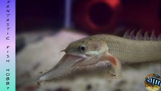 Senegal bichir eating full Anchovies 🐟  dinosaur bichir eating anchovies  fantastic [upl. by Trinee]