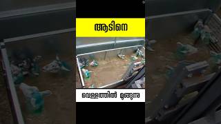 ആടിനെ മുക്കുന്ന വെള്ളം sheep dip malayalam facts shorts [upl. by Wershba]