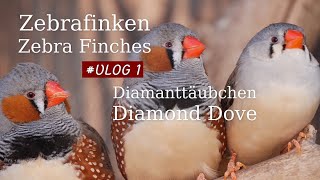 Zebrafinken amp Diamanttauben  ein Tagebuch  VLOG 1 click English subtitle [upl. by Nylia]