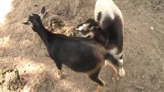 Goats Mating [upl. by Oehsen896]