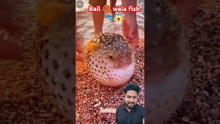 Wow Ball 🏀 fish 🐠🐟😱 fish pufferfish aquarium thefishfans fishing puffe ocean animals shorts [upl. by Eirual]