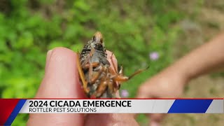 Billions of cicadas emerging in 2024 will be loud and mostly harmless [upl. by Oza18]