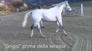 Cavallo con rottura del legamento collaterale  Cellule staminali del sangue [upl. by Anelhtak]