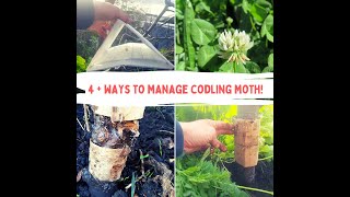 How To Manage Codling Moth [upl. by Ahsinal459]